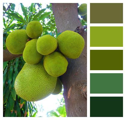 Green Big Jackfruit Jackfruit Image